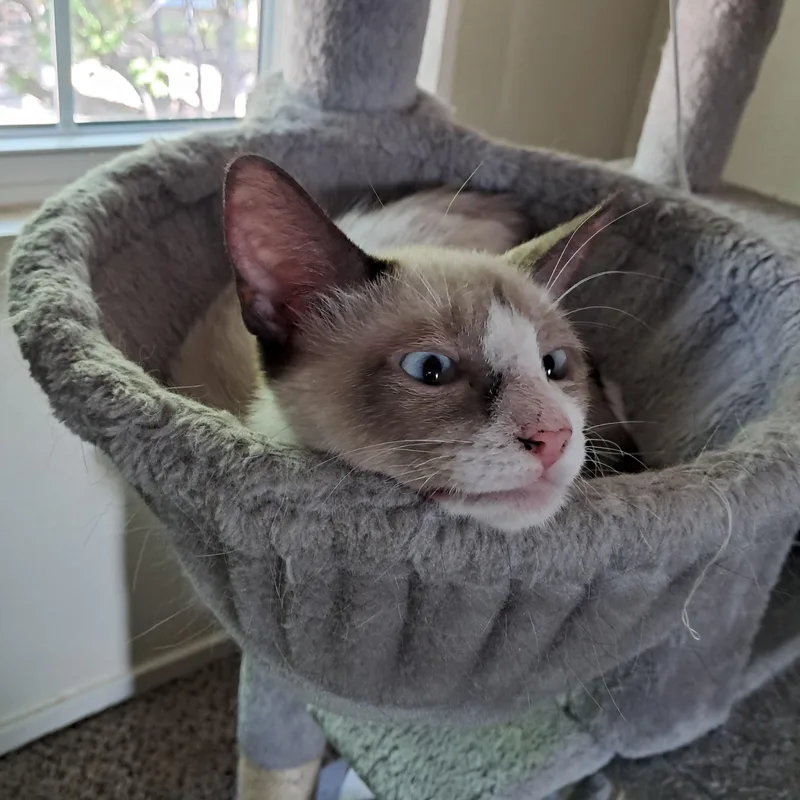 Phineas thumbnail 3