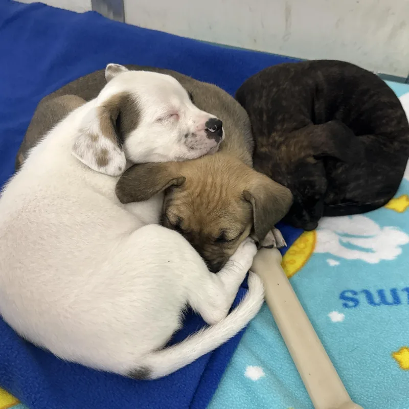 A baby medium-sized female Brindle Mixed Breed dog named Gelato for adoption in Oconto, WI