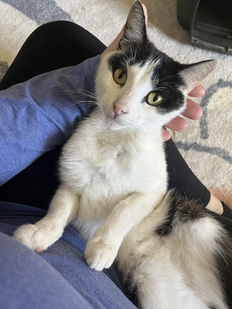 A young medium-sized male Black & White / Tuxedo Domestic Short Hair cat named Junior for adoption in Burlington, NC