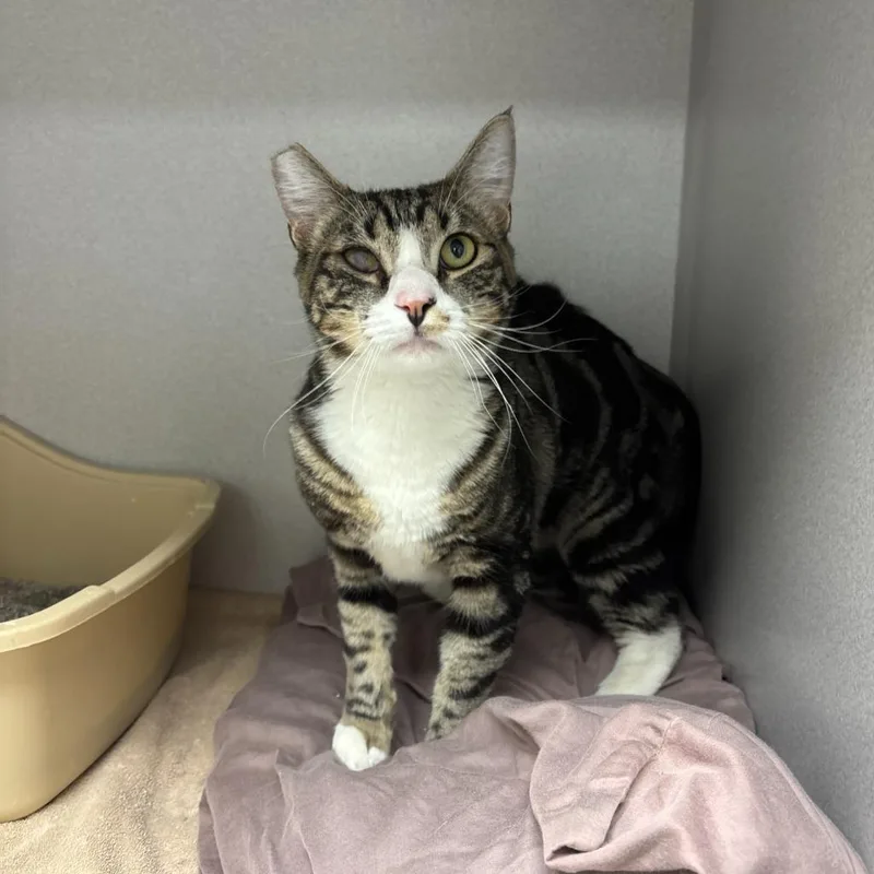 A young small-sized male Domestic Short Hair cat named Tucker for adoption in Los Angeles, CA