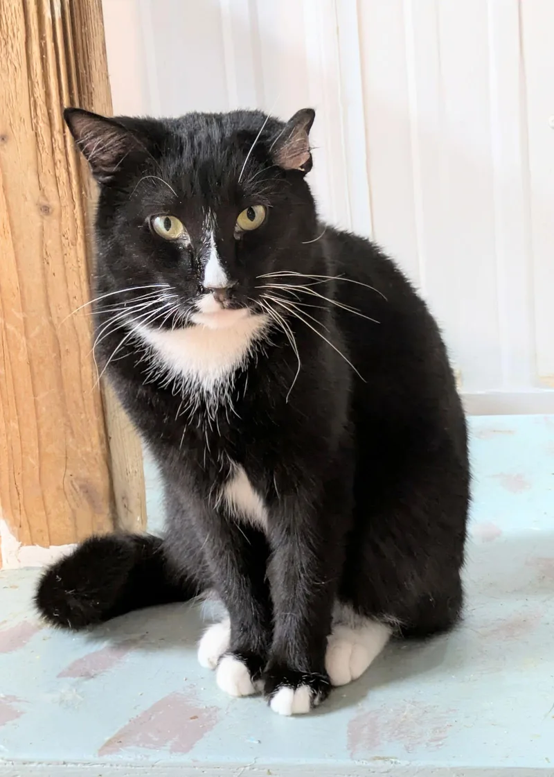 An adult medium-sized male Domestic Medium Hair cat named Curly for adoption in Apollo, PA