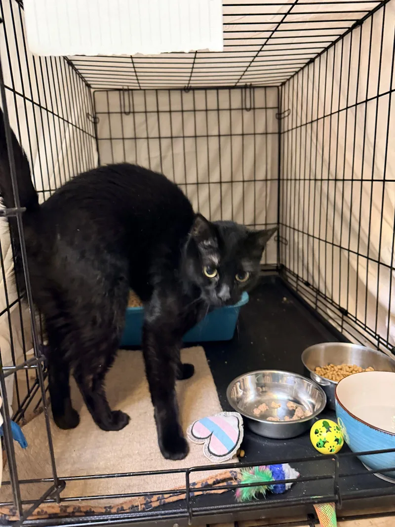 A young medium-sized female Domestic Short Hair cat named Herawillow Grove for adoption in Greenville, DE