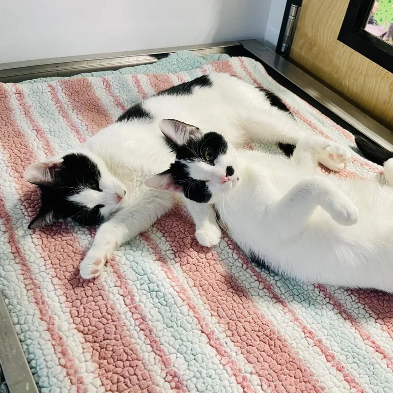 Michael Myers thumbnail 2