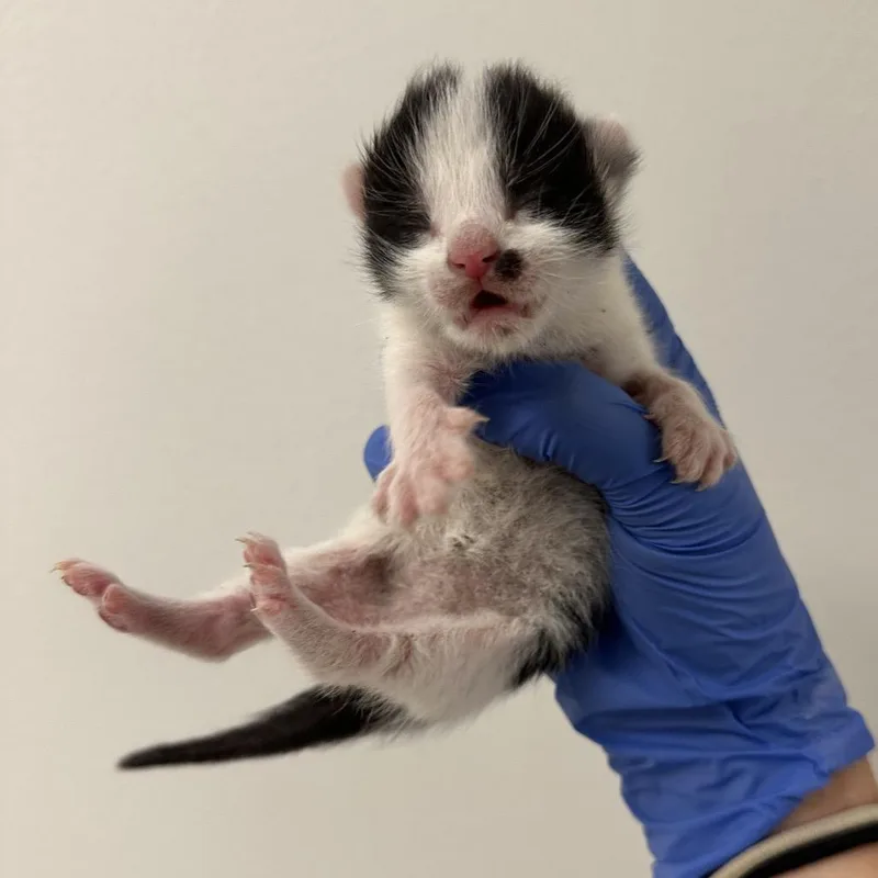 Michael Myers thumbnail 3