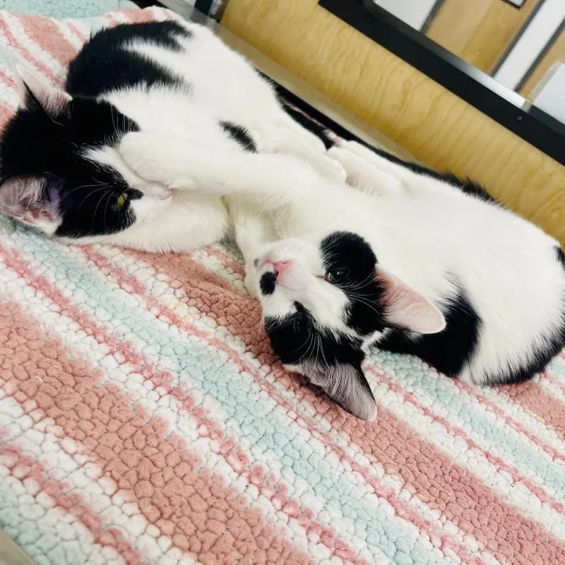 Michael Myers thumbnail 4