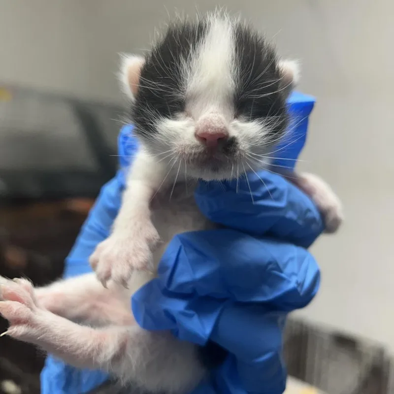 Michael Myers thumbnail 5