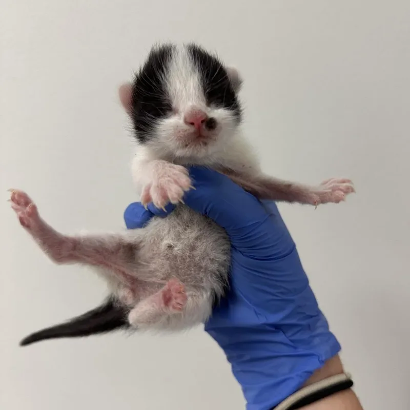 Michael Myers thumbnail 6