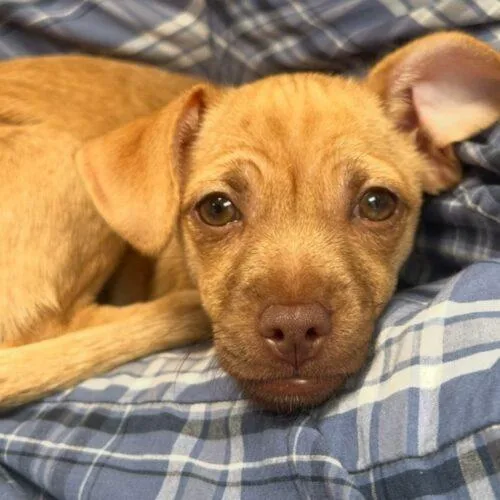 A baby small-sized female Yellow / Tan / Blond / Fawn Chihuahua dog named Jelly Bean for adoption in San Juan Capistrano, CA