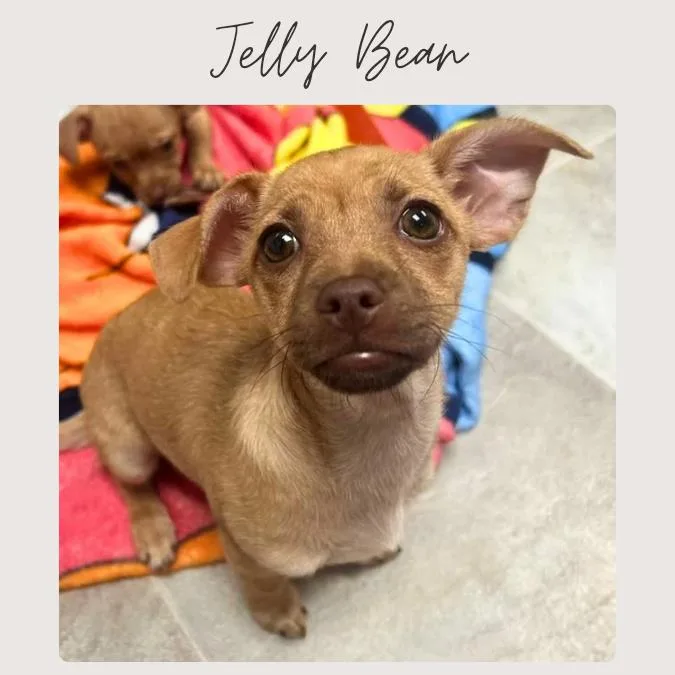 Jelly Bean thumbnail 2