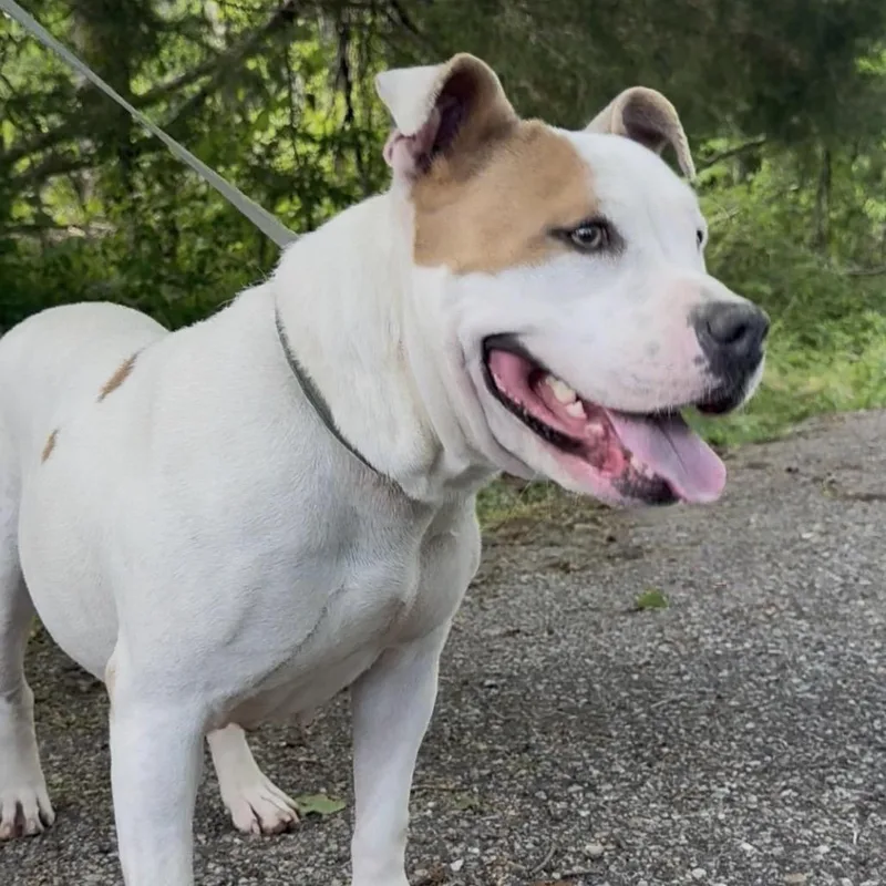 An adult medium-sized female White / Cream Mixed Breed dog named Reese for adoption in Monroeville, AL