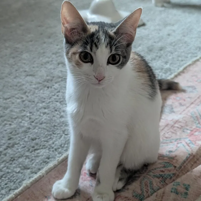 A baby small-sized female Calico Domestic Short Hair cat named Dolly for adoption in Houston, TX