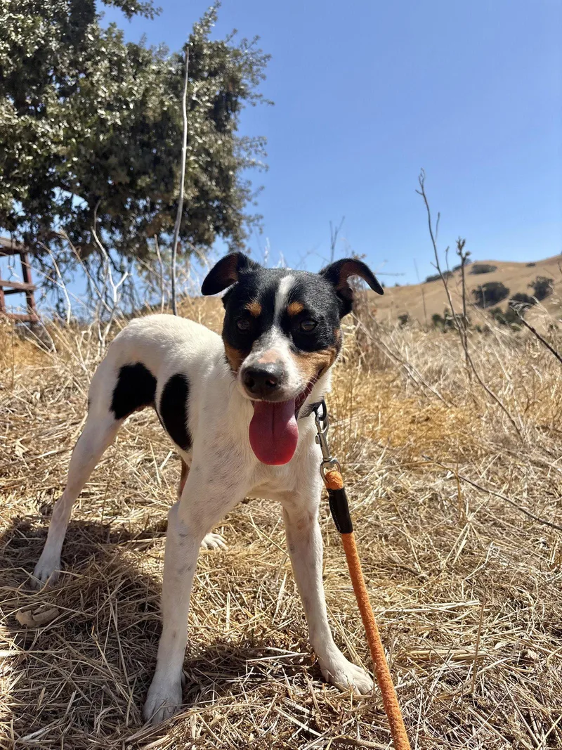 An adult medium-sized male Jack Russell Terrier dog named Hunter Green for adoption in Pittsburg, CA