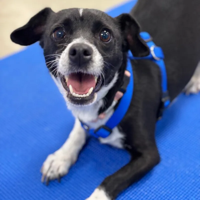 A senior small-sized female Black Mixed Breed dog named Willow for adoption in New York, NY