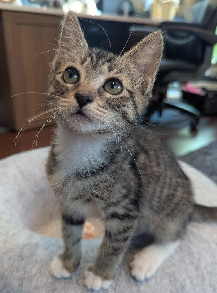 A baby medium-sized female Domestic Short Hair cat named Yamaha for adoption in Oviedo, FL