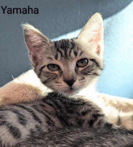 Yamaha thumbnail 3