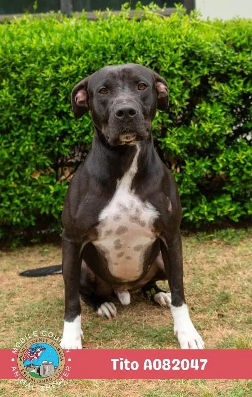 Tito