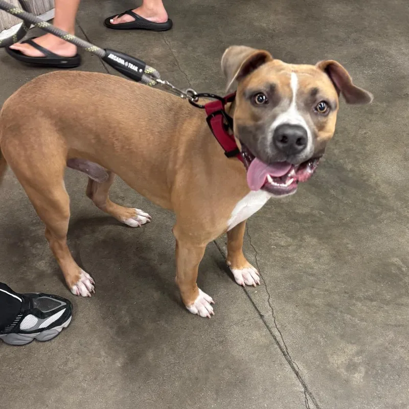 A young medium-sized male Terrier dog named Blake for adoption in Tampa, FL