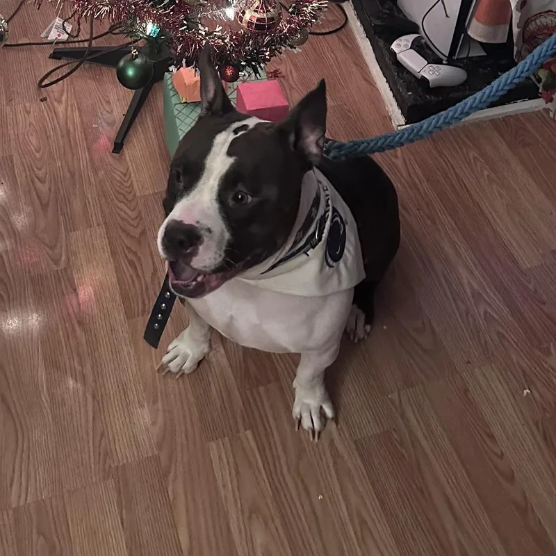 Spicy Mac thumbnail 2