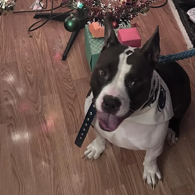 Spicy Mac thumbnail 3