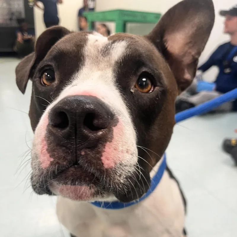 Spicy Mac thumbnail 4