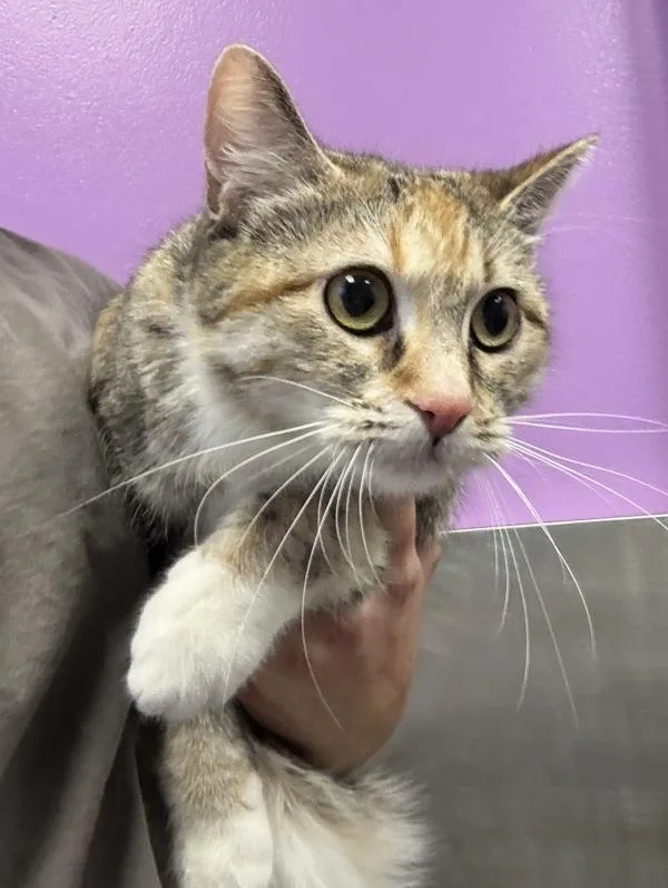 An adult medium-sized female Domestic Short Hair cat named Sugarplum for adoption in Salt Lake City, UT