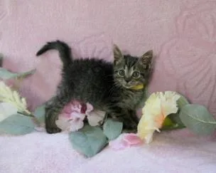 A baby small-sized female Domestic Short Hair cat named Latte for adoption in Charlotte, NC