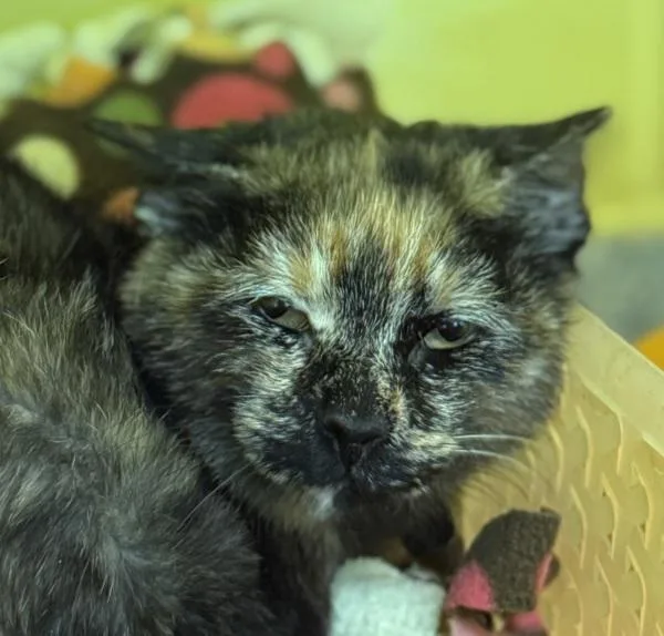 A young small-sized female Domestic Short Hair cat named Gretta for adoption in Golden, CO