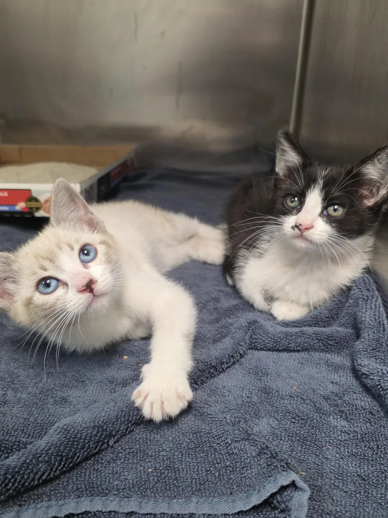 A baby medium-sized female Lilac Point Domestic Short Hair cat named Dusty for adoption in Mission Viejo, CA