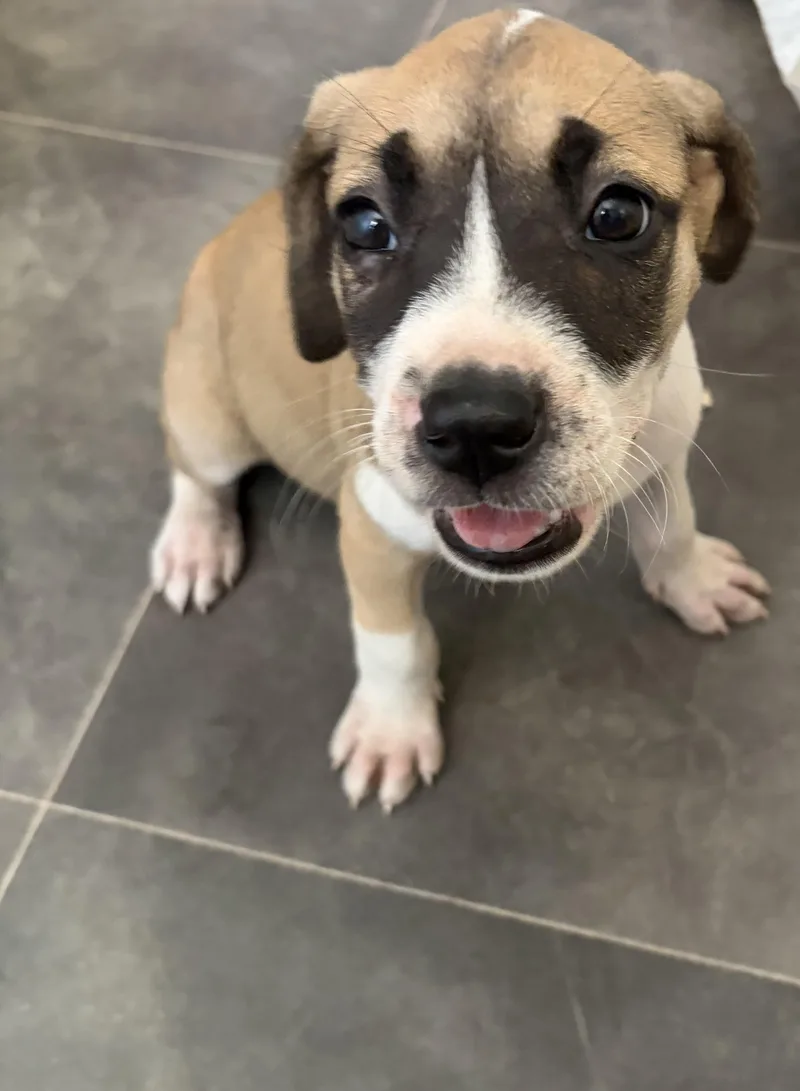 A baby medium-sized female Apricot / Beige Staffordshire Bull Terrier dog named Athena for adoption in Newfoundland, NJ