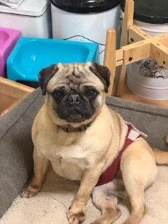 A young small-sized male Yellow / Tan / Blond / Fawn Pug dog named Otis for adoption in Seattle, WA