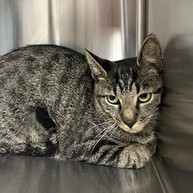 An adult medium-sized female Brown / Chocolate Domestic Short Hair cat named Cleopatra for adoption in Knoxville, TN