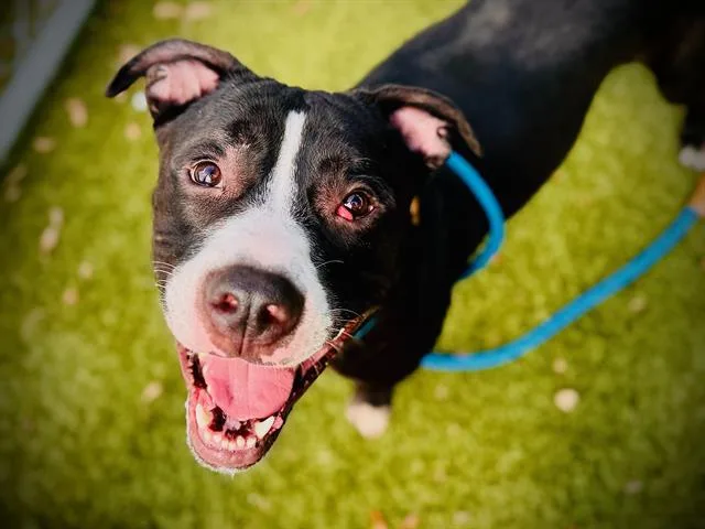 A young large-sized male Pit Bull Terrier dog named Mojo for adoption in Orlando, FL