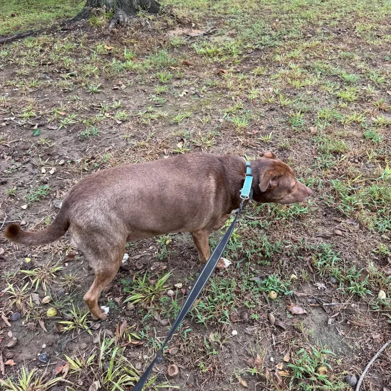 A young large-sized male Pit Bull Terrier dog named Max for adoption in Princeton, KY