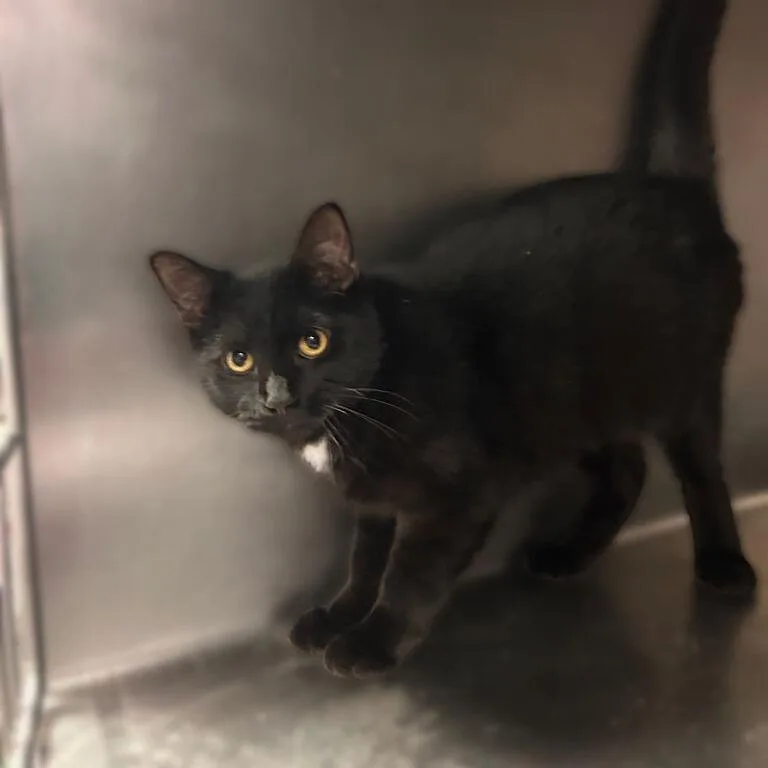 A young medium-sized female Black Domestic Short Hair cat named Sir Purr Pop for adoption in Davenport, IA
