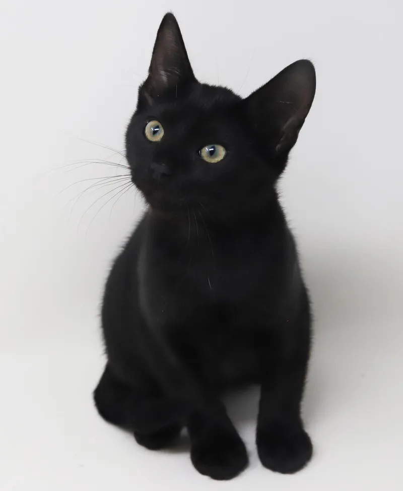 Moxie Is Simply Magic! thumbnail 3