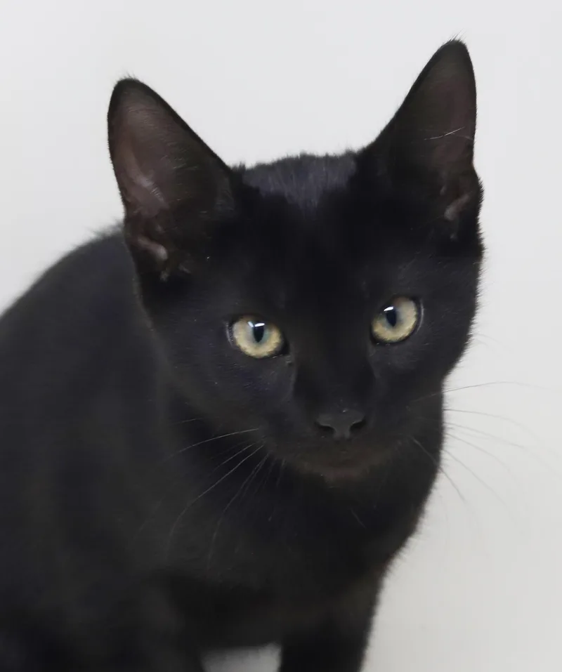 Moxie Is Simply Magic! thumbnail 4