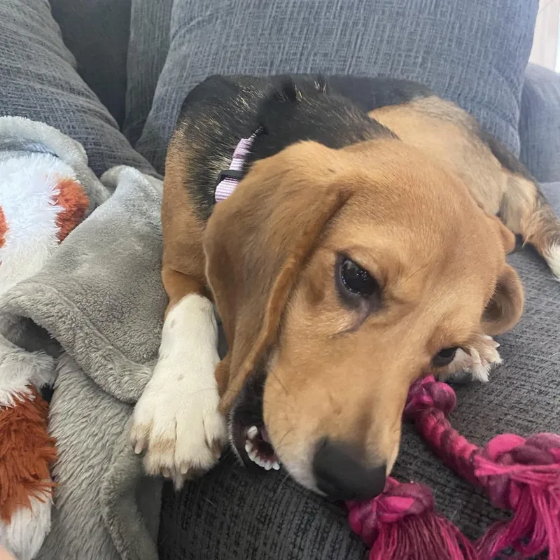 An adult small-sized female Beagle dog named Lilah for adoption in Middle Village, NY