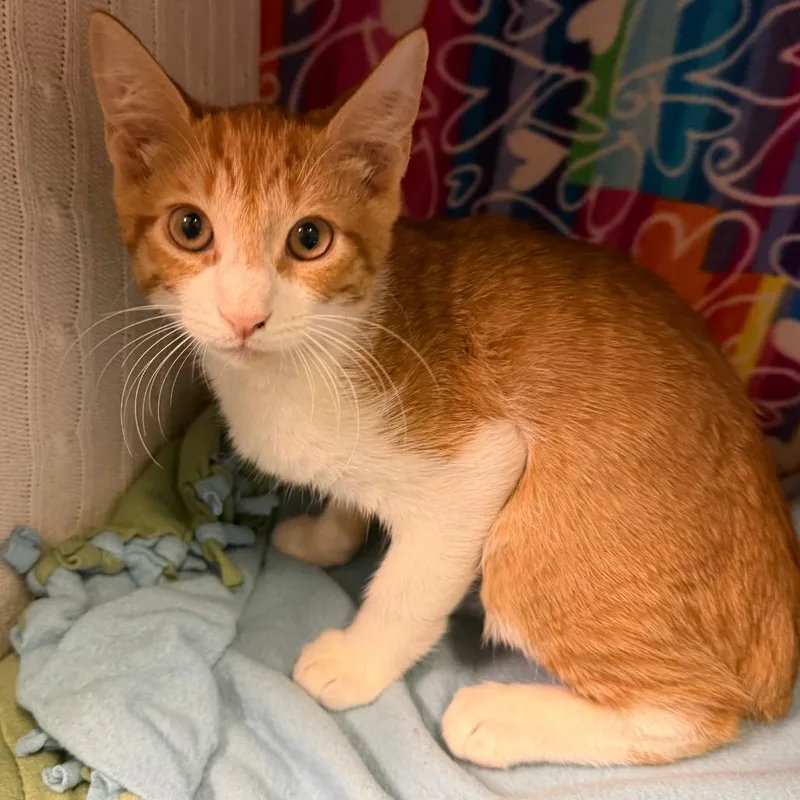 A baby small-sized male Orange / Red Domestic Short Hair cat named Mr. Thicknose for adoption in Naples, FL