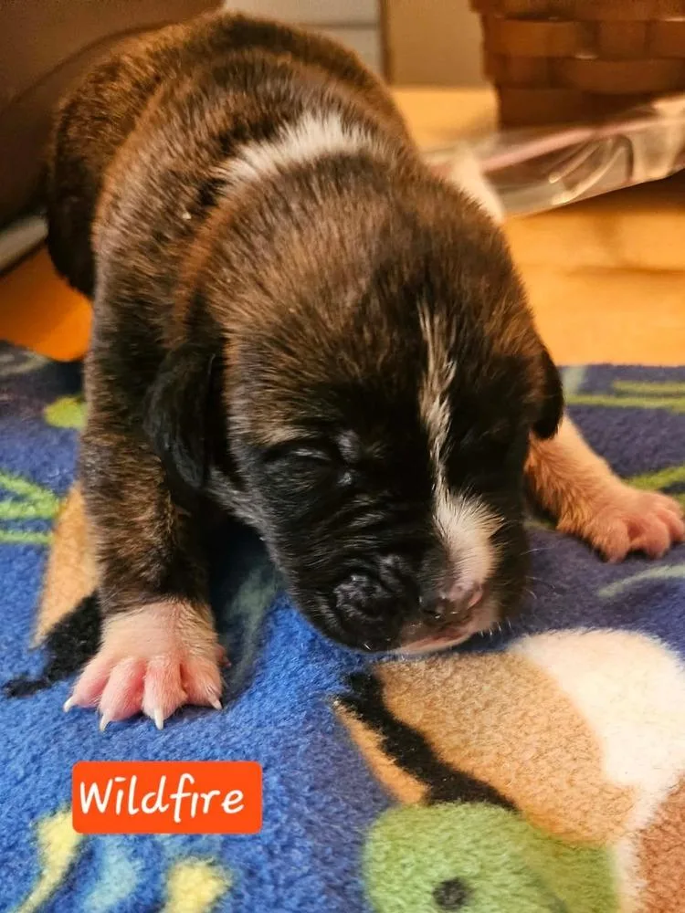 A baby large-sized female Tricolor (Brown, Black, & White) Boxer dog named Wildfire for adoption in Poplar Grove, IL