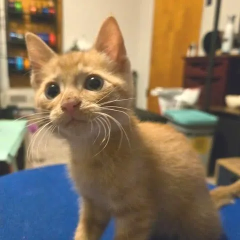 A baby small-sized male Orange / Red Domestic Short Hair cat named Nod for adoption in West Olive, MI