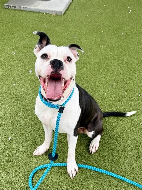 An adult large-sized female Boxer dog named Paisley for adoption in Olivette, MO