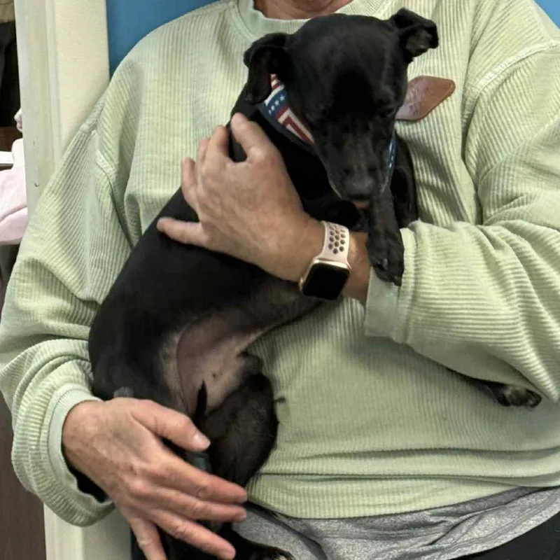 An adult small-sized male Black Terrier dog named Pinto for adoption in Pennsville, NJ