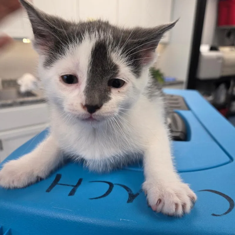 A baby small-sized male Gray / Blue / Silver Domestic Short Hair cat named Zegna for adoption in Watertown, NY