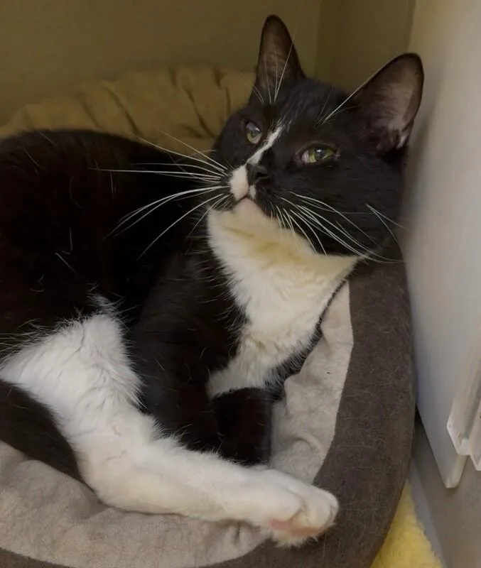 An adult medium-sized female Black Domestic Short Hair cat named Boots for adoption in Osseo, MI
