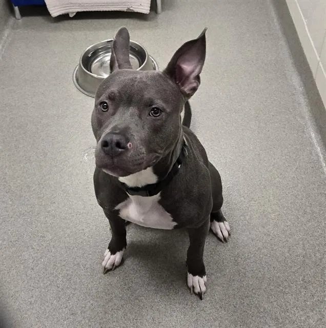 A young medium-sized female Bull Terrier dog named Nerissa for adoption in Omaha, NE