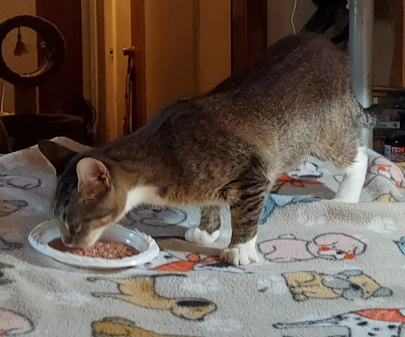 A young medium-sized female Tabby (Brown / Chocolate) Tabby cat named Goldilocks for adoption in Richmond, VA