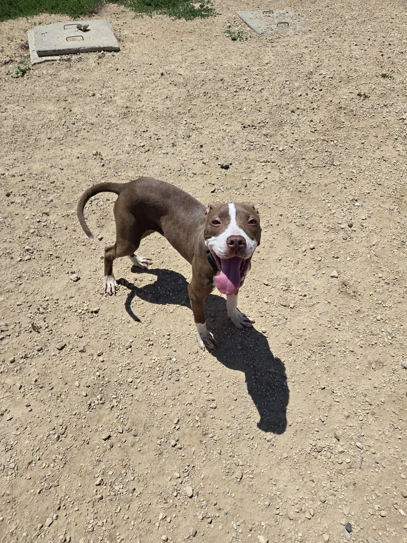 Brutus