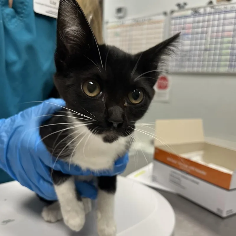 A baby small-sized female Black Domestic Short Hair cat named Gennifer for adoption in Durango, CO