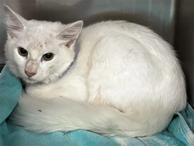 A young medium-sized male Domestic Medium Hair cat named Frosty for adoption in Upper Marlboro, MD