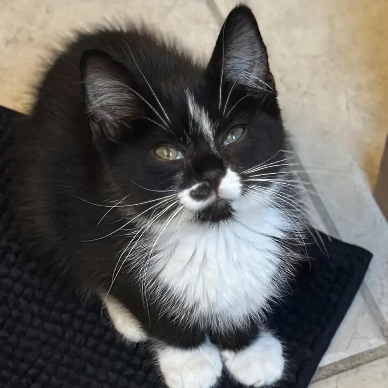 A baby small-sized female Black Domestic Short Hair cat named Zilla for adoption in Irwin, PA